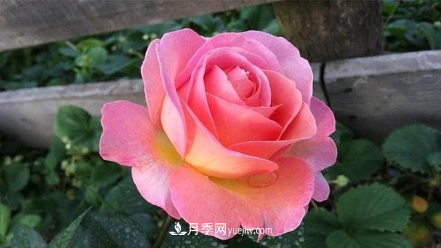 學會月季花具體養(yǎng)護技巧，不怕黃葉，開花多了不少(圖1)