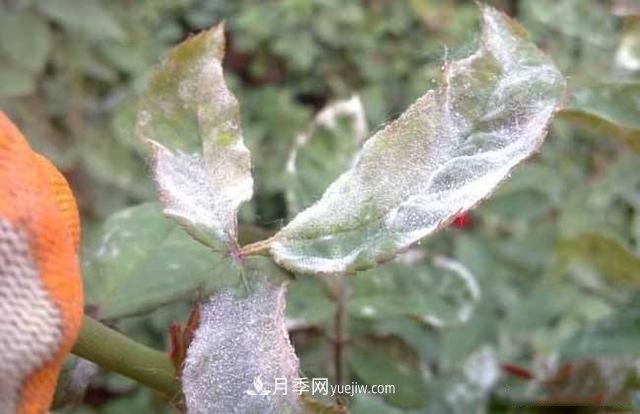 月季得了白粉病怎么辦？這些方法防治有效(圖1)