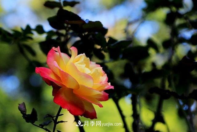 月季花到了冬天也不能松懈，做好這幾點(diǎn)，開花量增加不少(圖3)