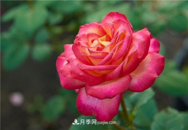 月季花到了冬天也不能松懈，做好這幾點(diǎn)，開花量增加不少(圖1)