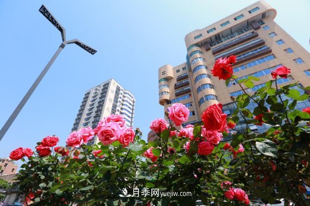 浙江玉環(huán)：綠化月季盛開 扮靚城市美景(圖2)