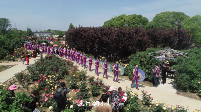 浙江長興萬余株月季花海迎風(fēng)開(圖3)