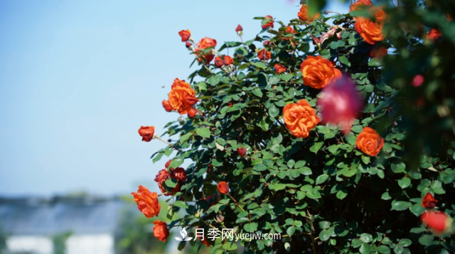 浙江長興萬余株月季花海迎風(fēng)開(圖1)