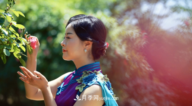 浙江長興萬余株月季花海迎風(fēng)開(圖2)