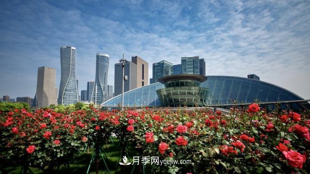 浙江杭州：錢江新城近千株月季盛開陽臺(tái)(圖2)