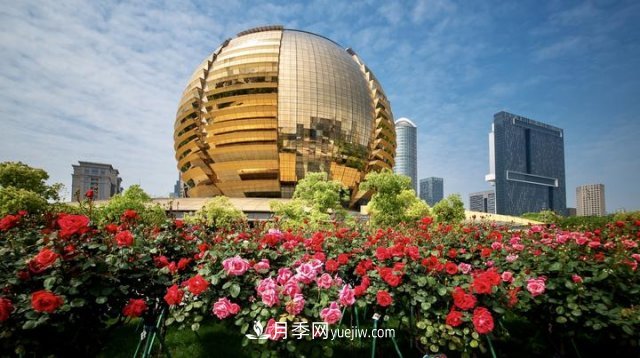 浙江杭州：錢江新城近千株月季盛開陽臺(tái)(圖4)