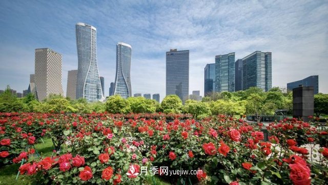 浙江杭州：錢江新城近千株月季盛開陽臺(tái)(圖3)