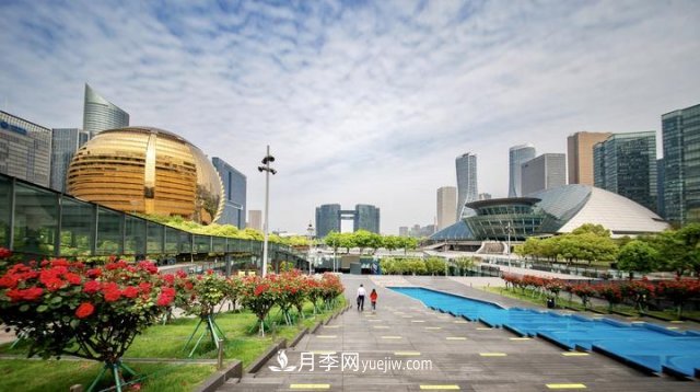 浙江杭州：錢江新城近千株月季盛開陽臺(tái)(圖1)