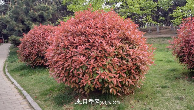 紅葉石楠各種樹(shù)型修剪方法(圖1)