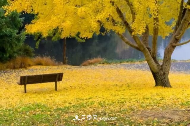 銀杏樹(shù)的繁殖方式及病蟲(chóng)防治(圖1)