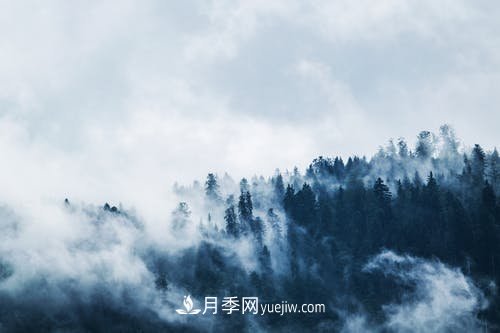 園林月季苗木冬季養(yǎng)護工作要注意哪些問題？(圖1)