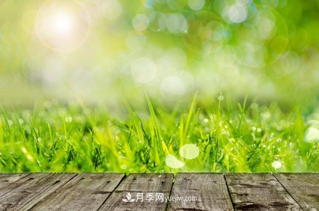 園林綠化工程中花木設計原則(圖1)