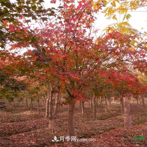 五角楓有哪些特征？南陽(yáng)五角楓病蟲(chóng)害防治(圖1)