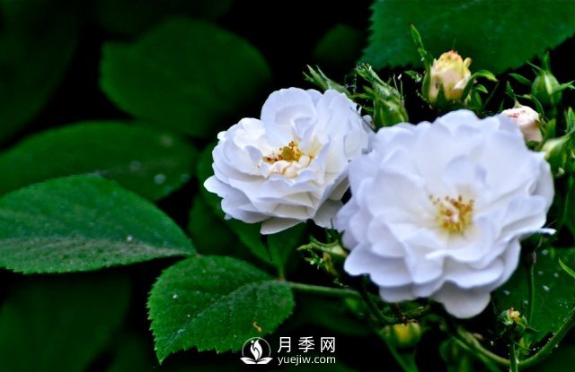 月季、薔薇開(kāi)花還“結(jié)果”，微型月季盆栽放陽(yáng)臺(tái)，1年開(kāi)花300天(圖5)
