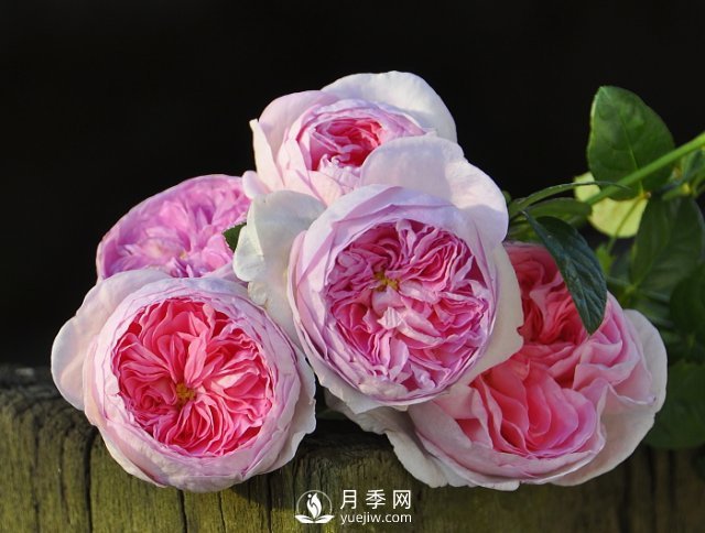 月季、薔薇開(kāi)花還“結(jié)果”，微型月季盆栽放陽(yáng)臺(tái)，1年開(kāi)花300天(圖1)