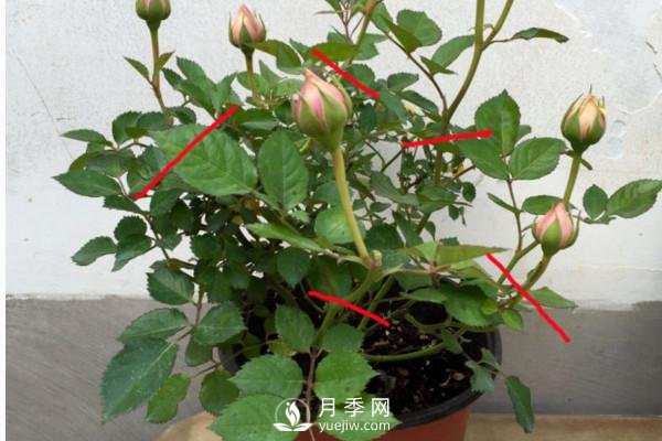 月季、薔薇開(kāi)花還“結(jié)果”，微型月季盆栽放陽(yáng)臺(tái)，1年開(kāi)花300天(圖2)