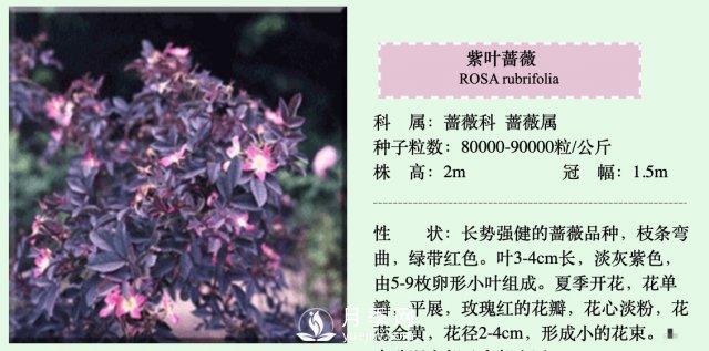 月季、薔薇開(kāi)花還“結(jié)果”，微型月季盆栽放陽(yáng)臺(tái)，1年開(kāi)花300天(圖4)