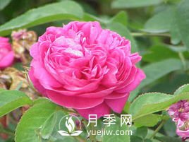 月季、薔薇開(kāi)花還“結(jié)果”，微型月季盆栽放陽(yáng)臺(tái)，1年開(kāi)花300天(圖3)