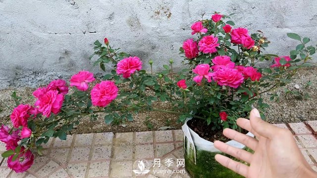 月季、薔薇開(kāi)花還“結(jié)果”，微型月季盆栽放陽(yáng)臺(tái)，1年開(kāi)花300天(圖7)