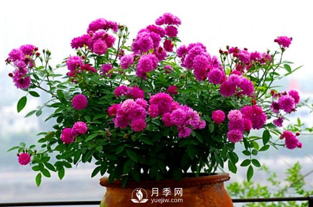 月季、薔薇開(kāi)花還“結(jié)果”，微型月季盆栽放陽(yáng)臺(tái)，1年開(kāi)花300天(圖6)