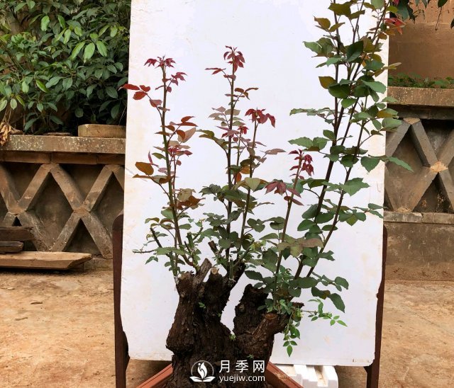 薔薇根嫁接的月季會(huì)長(zhǎng)粗筍嗎？粗筍的位置從哪里長(zhǎng)出來(lái)(圖2)
