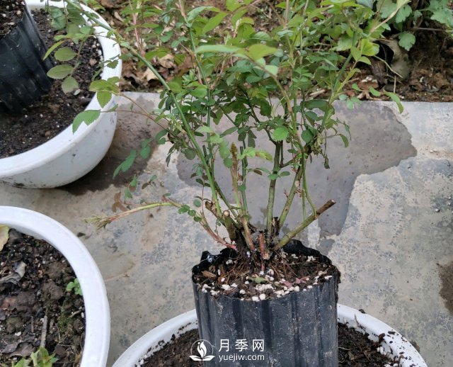 薔薇根嫁接的月季會(huì)長(zhǎng)粗筍嗎？粗筍的位置從哪里長(zhǎng)出來(lái)(圖1)