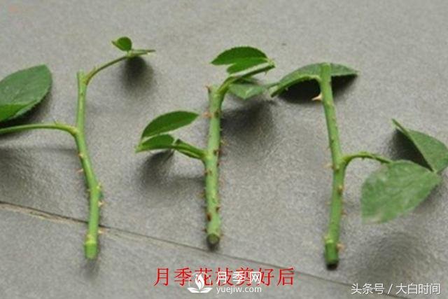 月季花扦插種植就是簡單，明年滿盆開花就靠它了(圖3)