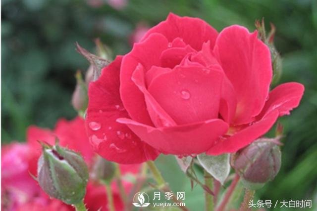 月季花扦插種植就是簡單，明年滿盆開花就靠它了(圖2)