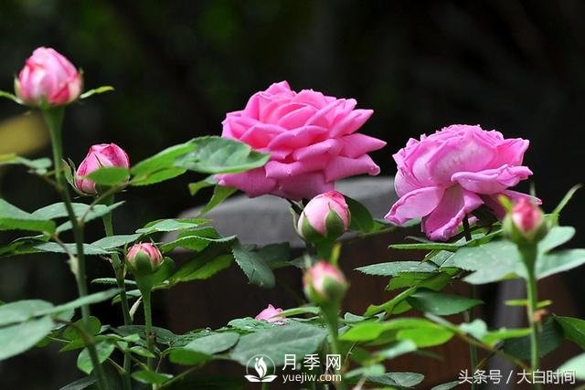 月季花扦插種植就是簡單，明年滿盆開花就靠它了(圖1)