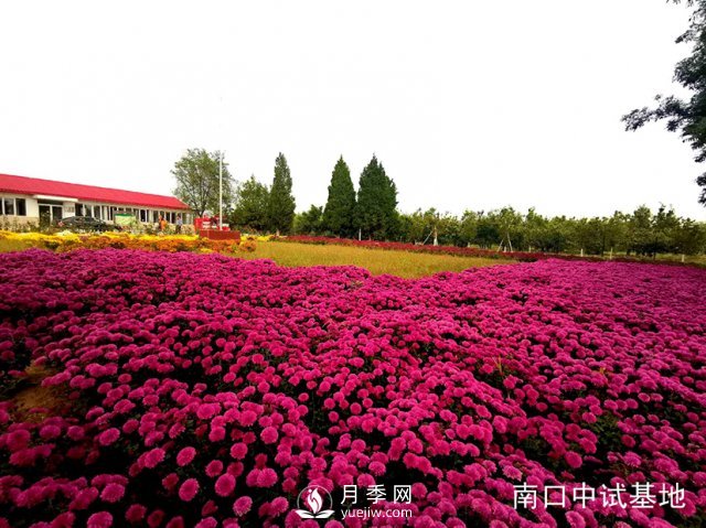 蔬菜花卉研究所喜添9個(gè)月季菊花新品種(圖2)