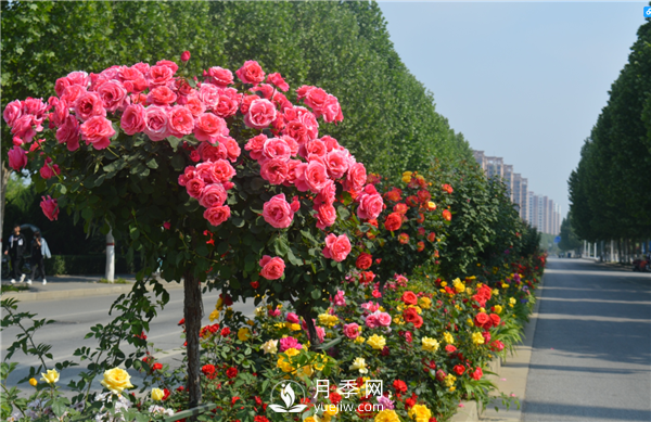 月季樹高貴典雅、花型花色多樣(圖3)