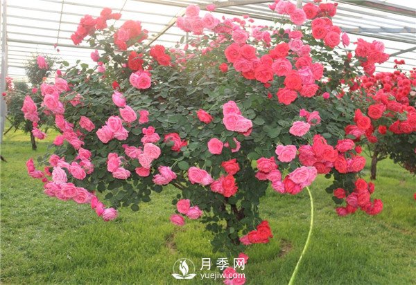 月季樹高貴典雅、花型花色多樣(圖1)