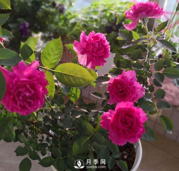初春養(yǎng)月季，做好這幾點至關重要。(圖3)