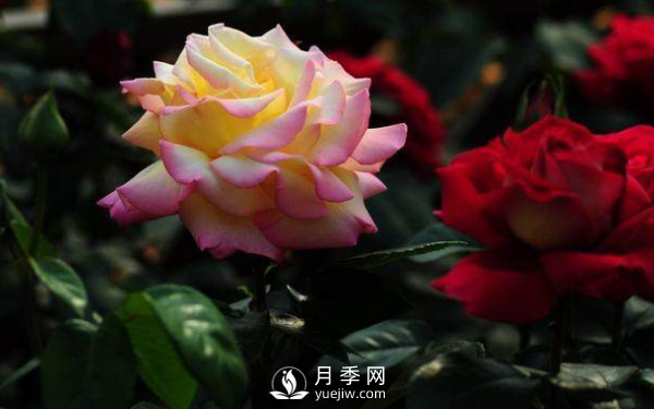 初春養(yǎng)月季，做好這幾點至關重要。(圖2)