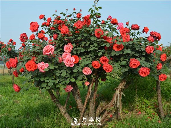 月季樹，玫瑰樹，樹狀月季的優(yōu)勢(圖3)