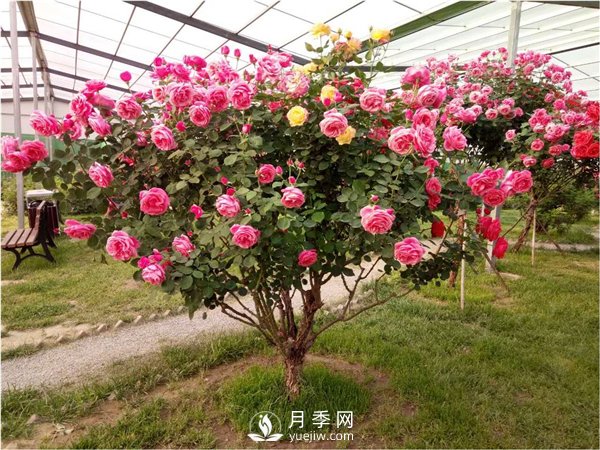 月季樹，玫瑰樹，樹狀月季的優(yōu)勢(圖2)