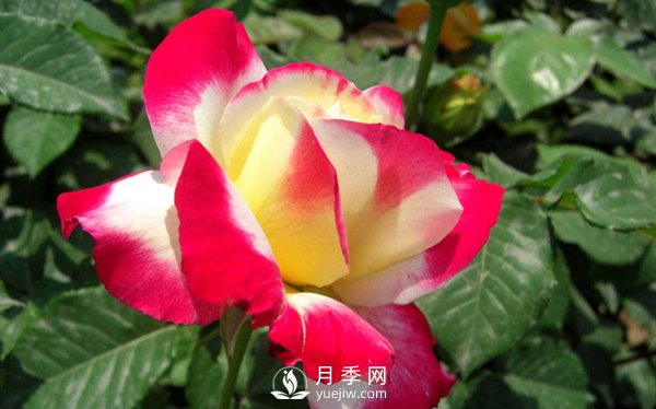要想盆栽月季花養(yǎng)得好，做好這5點很實用(圖1)