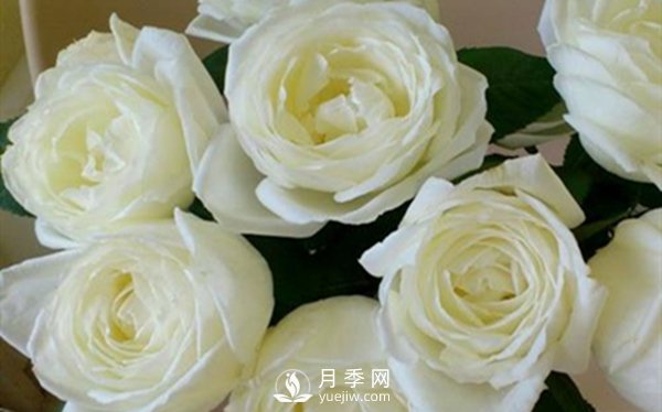 要想盆栽月季花養(yǎng)得好，做好這5點很實用(圖3)
