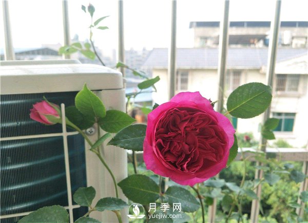 秋日胭脂月季，推薦特別香的切花月季(圖1)