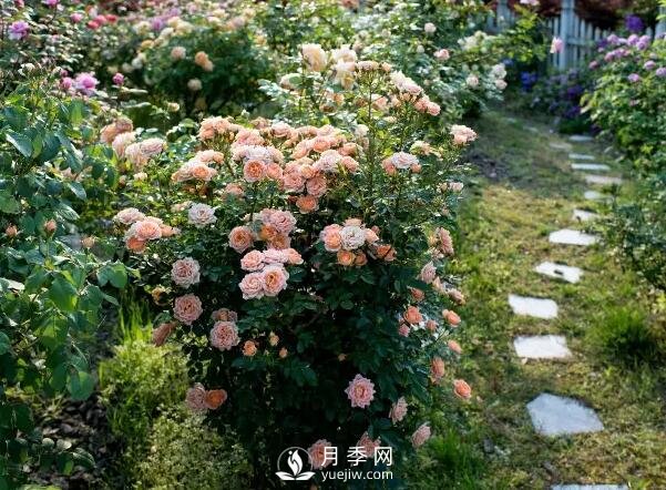 月季在節(jié)日景觀中的運用(圖1)