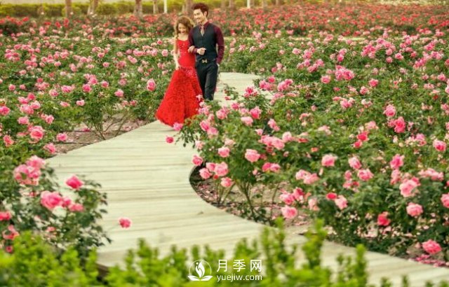 旅游觀光園中月季苗的應用(圖1)