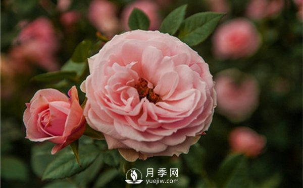 月季花怎么種植，做好這幾點(diǎn)準(zhǔn)沒錯(cuò)！(圖2)