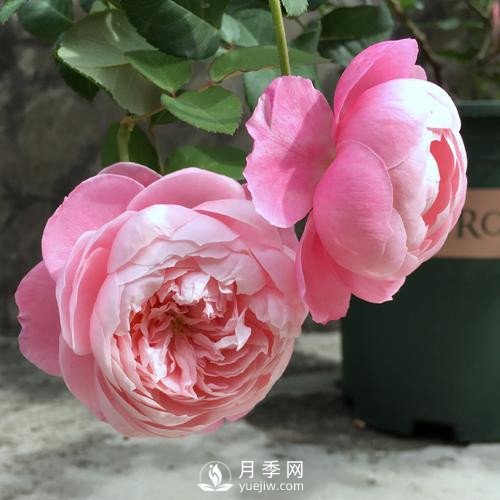 令人少女心爆棚的羽毛月季，南方人就愛(ài)她(圖3)