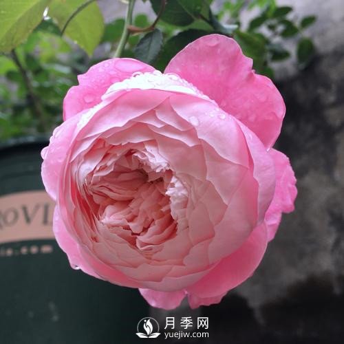 令人少女心爆棚的羽毛月季，南方人就愛(ài)她(圖2)