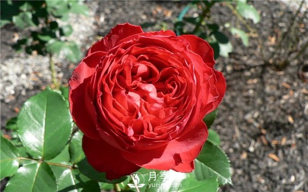 茶花女月季，值得推薦的切花月季(圖3)