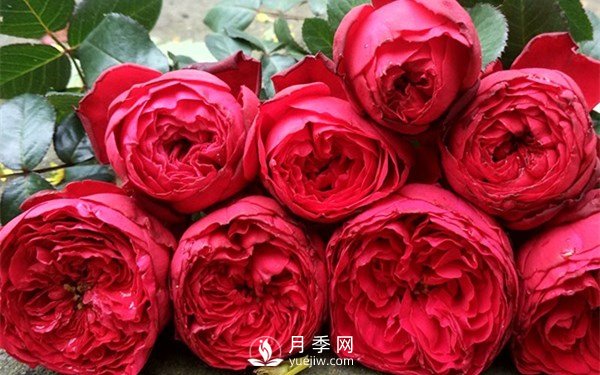 茶花女月季，值得推薦的切花月季(圖1)