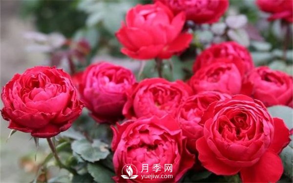 茶花女月季，值得推薦的切花月季(圖2)