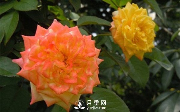 為什么月季新葉卷曲枯萎？月季新葉卷曲枯萎的原因？(圖2)