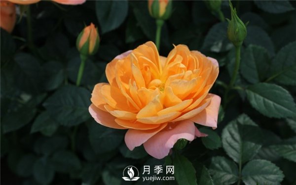為什么月季新葉卷曲枯萎？月季新葉卷曲枯萎的原因？(圖1)