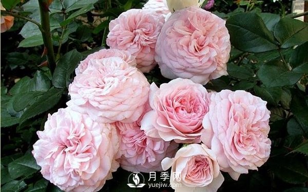 哪些因素決定花卉苗木價格？(圖1)